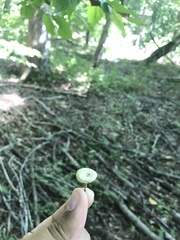 Baeospora