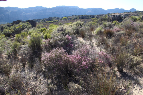 Image of Erica plumosa by (c) Tony Rebelo, some rights reserved (CC BY-SA)