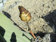 Welwitschia mirabilis image