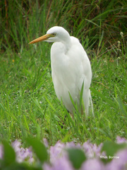 Ardea intermedia brachyrhyncha