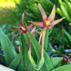 Freesia viridis viridis