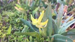 Freesia viridis viridis