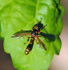 Physocephala marginata