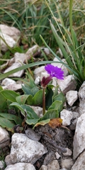 Primula spectabilis