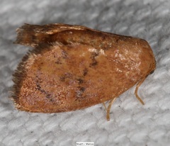 Heterogenea shurtleffi