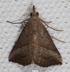 Hypena degesalis