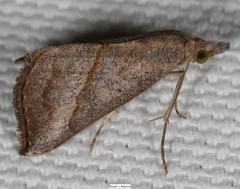 Hypena degesalis