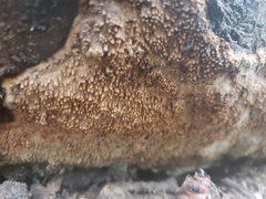 Dentipellis fragilis