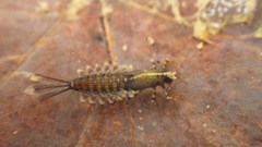 Isonychiidae