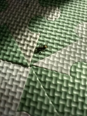 Latonigena
