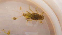 Leptohyphidae