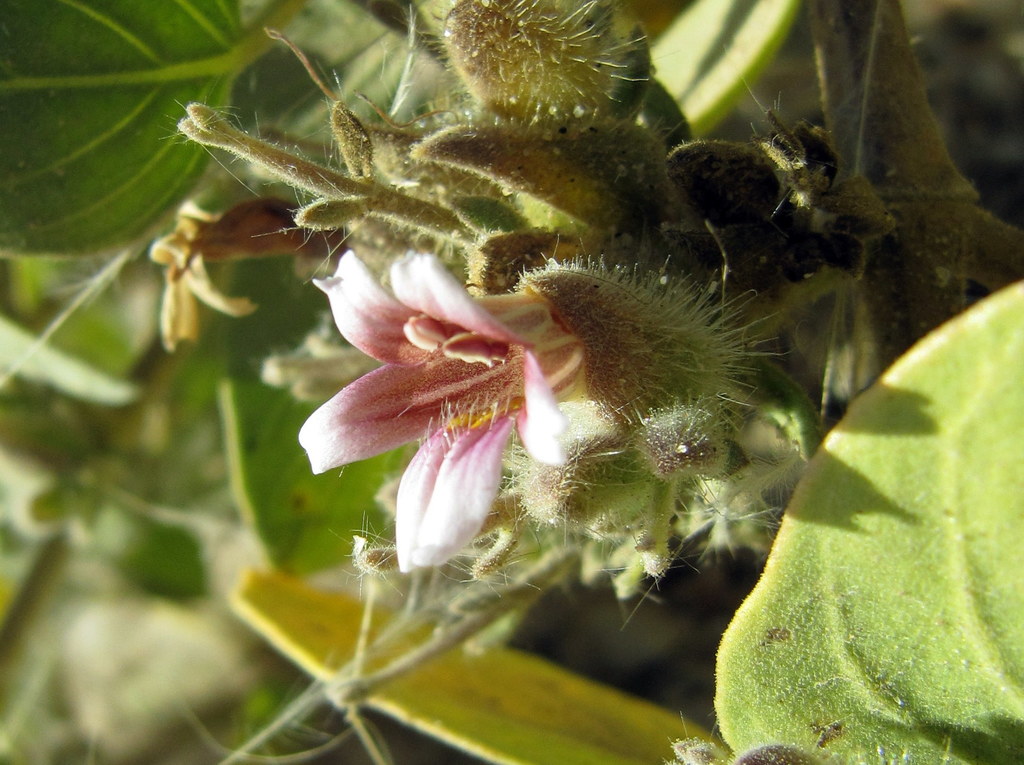 Petalidium pilosibracteolatum
