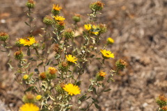 Grindelia squarrosa