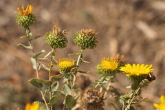 Grindelia squarrosa