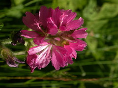 Sidalcea hirtipes