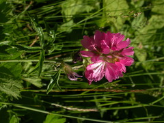 Sidalcea hirtipes