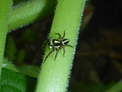 Leptofreya bifurcata