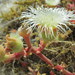 Mesembryanthemum guerichianum - Photo (c) Gigi Laidler, osa oikeuksista pidätetään (CC BY-NC), lähettänyt Gigi Laidler