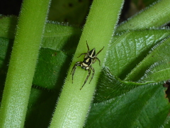 Leptofreya bifurcata
