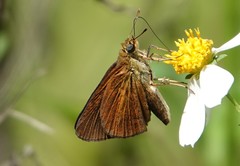 Euphyes dukesi calhouni