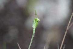 Pterostylis puberula