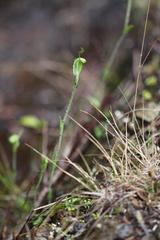 Pterostylis puberula