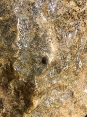 Ancylus fluviatilis