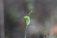 Pterostylis puberula