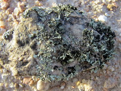 Xanthoparmelia walteri