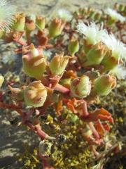 Mesembryanthemum guerichianum image
