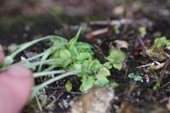 Pterostylis puberula
