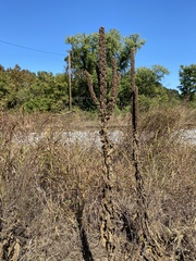 Verbascum thapsus