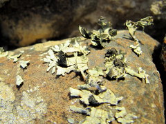 Xanthoparmelia walteri