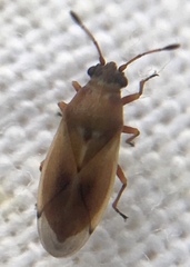 Cymus melanocephalus