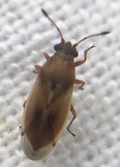 Cymus melanocephalus