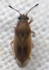 Cymus melanocephalus