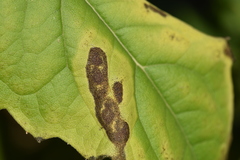 Puccinia recondita