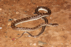 Arizona elegans philipi