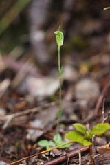 Pterostylis puberula