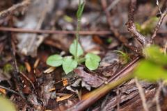 Pterostylis puberula
