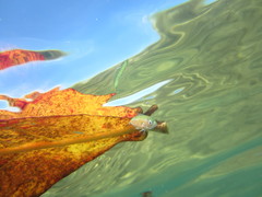 Scomberoides lysan