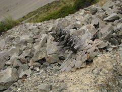 Notothlaspi rosulatum