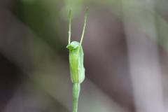 Pterostylis puberula