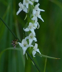 Platanthera dilatata leucostachys
