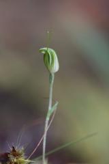 Pterostylis puberula