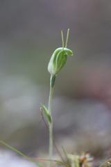 Pterostylis puberula
