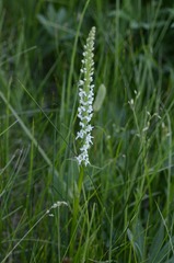 Platanthera dilatata leucostachys