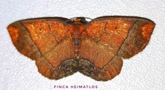 Melinodes detersaria