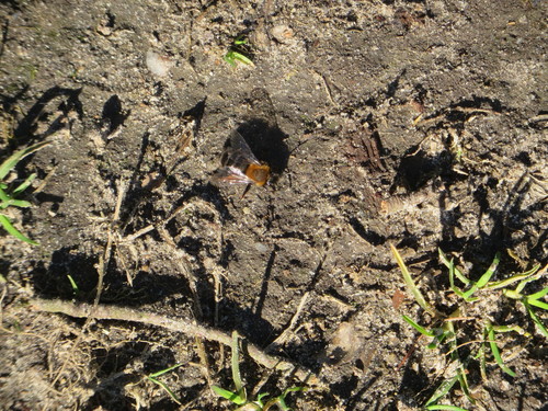 Clark's Mining Bee, 6964 Hall, Nederland, photo 4 of 10