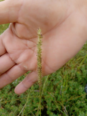 Setaria parviflora